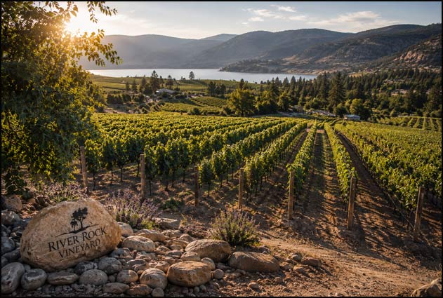 River Stone Estate Winery vineyard near Oliver in the South Okanagan
